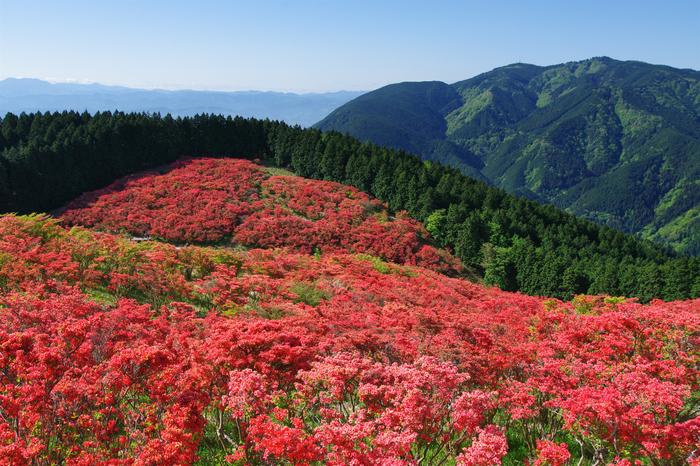 お写ん歩: 花（春）アーカイブ